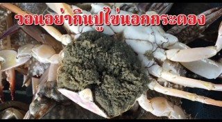 ปูไข่
