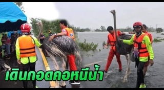 นกกระจอกเทศ