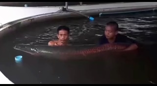 ปลายักษ์