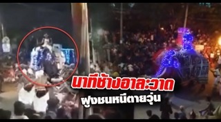 ช้างทำร้ายนักท่องเที่ยว