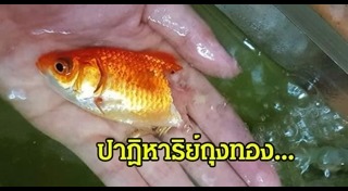 ปลาทอง