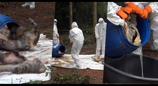 เสือโคร่งไซบีเรีย