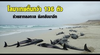 สัตว์เกยตื้น