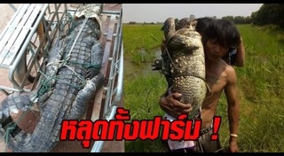 จระเข้หลุดจากฟาร์ม