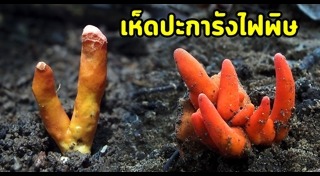 พืชมีพิษ