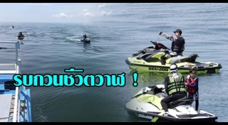 วาฬบรูด้า