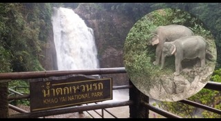 ช้างเขาใหญ่