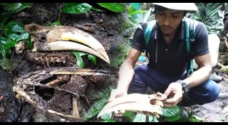 นกเงือก