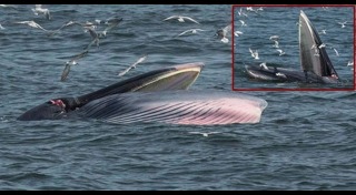 วาฬบรูด้า