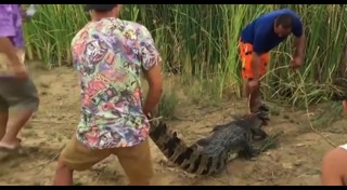 จระเข้หลุดจากฟาร์ม