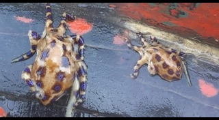 ปลาหมึกพิษ