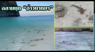 อ่าวมาหยา