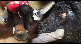 อุรังอุตัง