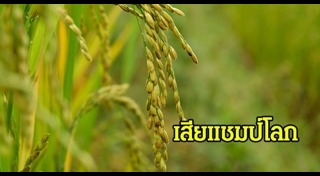 ข้าวหอมมะลิ