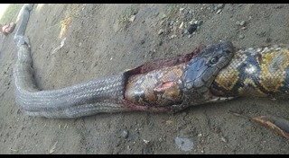 งูกินหาง