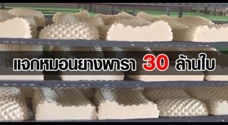 ยางพารา