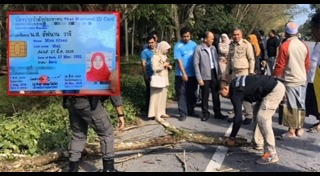 ต้นไม้ล้มทับคน