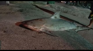 ฉลามหัวบาตร