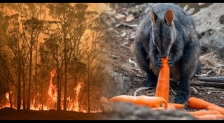 ไฟป่าออสเตรเลีย