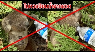 ไฟป่าออสเตรเลีย