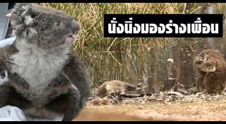 ไฟป่าออสเตรเลีย