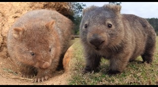 ไฟป่าออสเตรเลีย