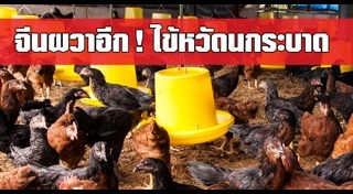 ไข้หวัดนก