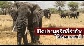 ล่าสัตว์