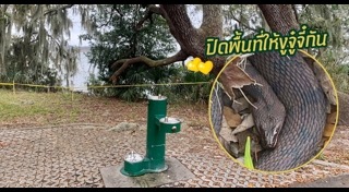 สัตว์ผสมพันธุ์