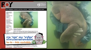 พะยูนมาเรียม