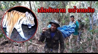 เสือกินคน