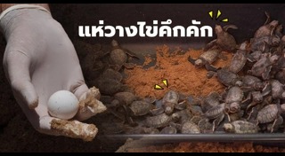 สัตว์ใกล้สูญพันธุ์