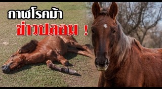 กาฬโรค