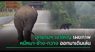หมีหมา
