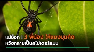 แมงมุมกัด