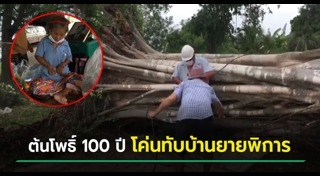 ต้นไม้ล้มทับคน