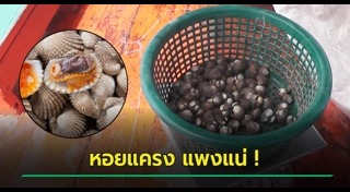 หอยแครง