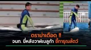 วาฬเบลูก้า