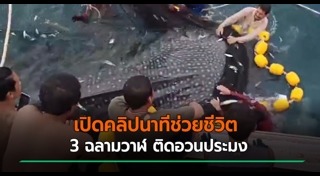ฉลามวาฬ