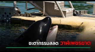 วาฬเพชฌฆาต