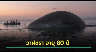 วาฬเกยตื้น