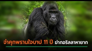 กอริลลา