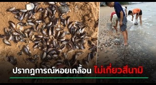 หอยแมลงภู่