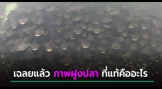 ปลาเก๋า