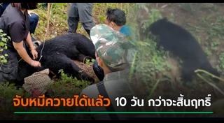 หมีควาย