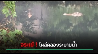 จระเข้หลุดจากฟาร์ม