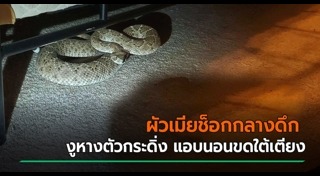 งูหางกระดิ่ง