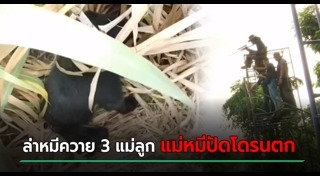 หมีควาย