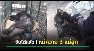 หมีควาย