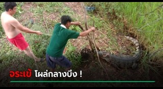 จระเข้หลุดจากฟาร์ม